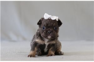 Taffy - French Bulldog for sale