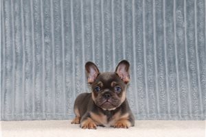 Caiden - French Bulldog for sale