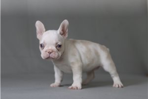 Yvonne - French Bulldog for sale