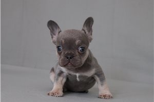 Layla - French Bulldog for sale