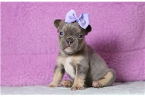 Veronica - French Bulldog for sale