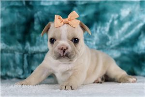 Caris - French Bulldog for sale