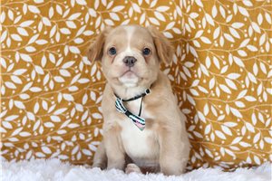 Gunner - French Bulldog for sale