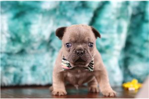 Hansel - French Bulldog for sale