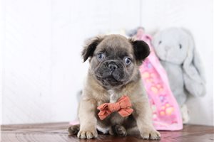 Regis - French Bulldog for sale