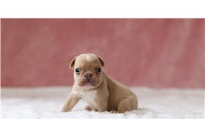 Caleah - French Bulldog for sale