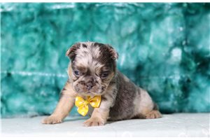 Victor - French Bulldog for sale