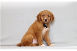 Herbert - Golden Retriever for sale