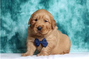 Hunter - Golden Retriever for sale