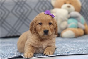 Demetra - Golden Retriever for sale