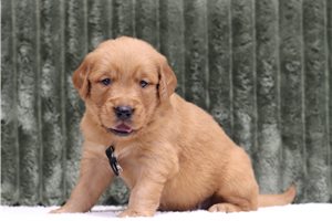 Hamilton - Golden Retriever for sale
