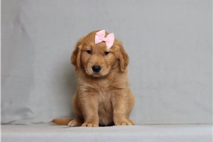 Greta - Golden Retriever for sale