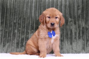 Gabriel - Golden Retriever for sale