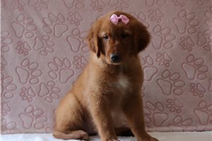 Diana - Golden Retriever for sale