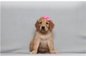 Adele - Golden Retriever for sale
