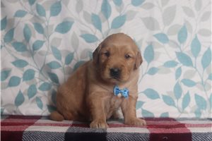 Donovan - Golden Retriever for sale