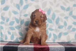 Diana - Golden Retriever for sale