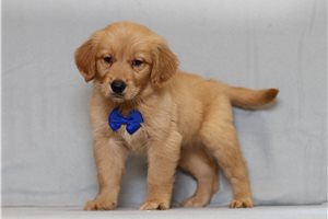 Kumar - Golden Retriever for sale