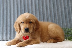 Donovan - Golden Retriever for sale