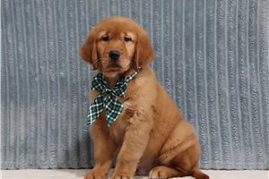 Gabriel - Golden Retriever, placed in Zanesville / Cambridge