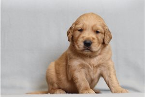 Greta - Golden Retriever for sale