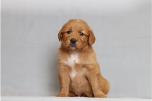 Khora - Golden Retriever for sale