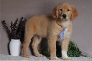 Dome - Golden Retriever for sale