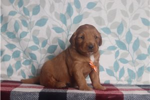 Dustin - Golden Retriever for sale