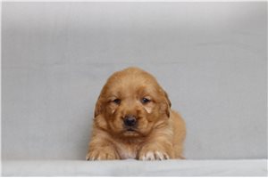 Friday - Golden Retriever for sale