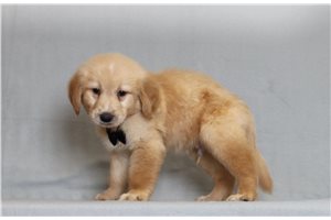 Freddie - Golden Retriever for sale