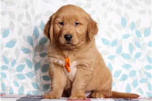 Hamlet - Golden Retriever for sale