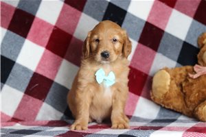 Cade - Golden Retriever for sale