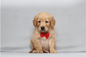 Aether - Golden Retriever for sale