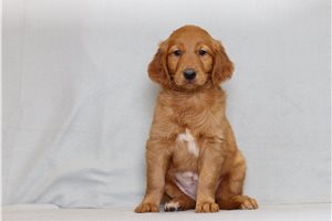 Georgia - Golden Retriever for sale