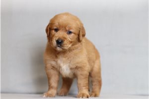 Kiki - Golden Retriever for sale