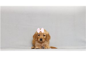 Adelaide - Golden Retriever for sale