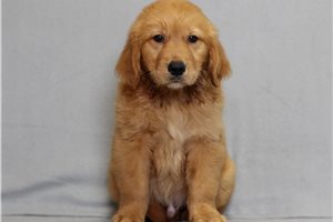 Kudoba - Golden Retriever for sale