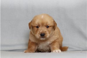 Irving - Golden Retriever for sale