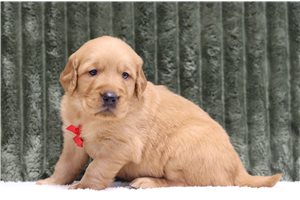 Garry - Golden Retriever for sale