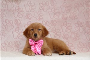 Serena - Golden Retriever for sale