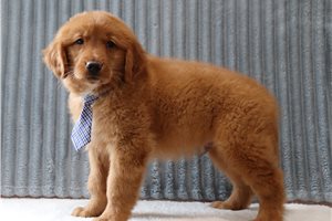 Dustin - Golden Retriever for sale