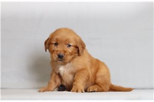 Kona - Golden Retriever for sale