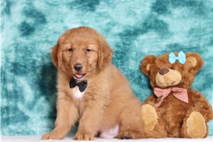 Dustin - Golden Retriever for sale