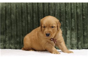Gallow - Golden Retriever for sale