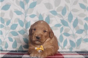 Dennis - Golden Retriever for sale