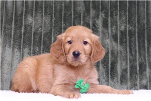 Garry - Golden Retriever for sale
