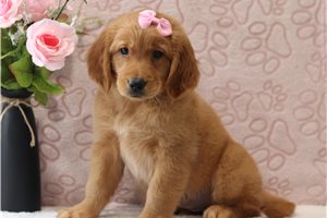 Demetra - Golden Retriever for sale