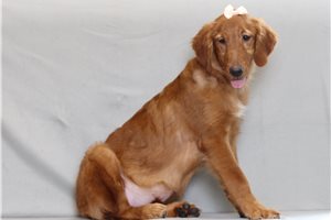 Diana - Golden Retriever for sale