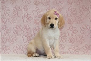Elda - Golden Retriever for sale
