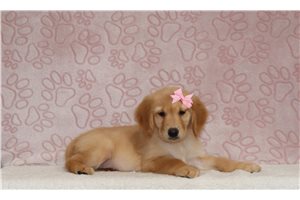 Elise - Golden Retriever for sale